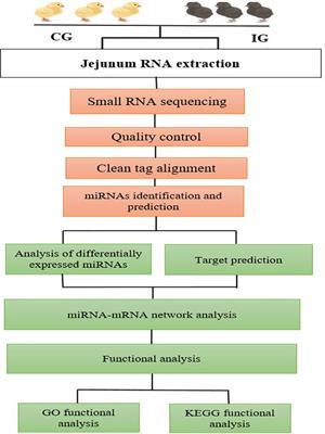 MicroRNA expression profile of chicken jejunum in different time points Eimeria maxima infection